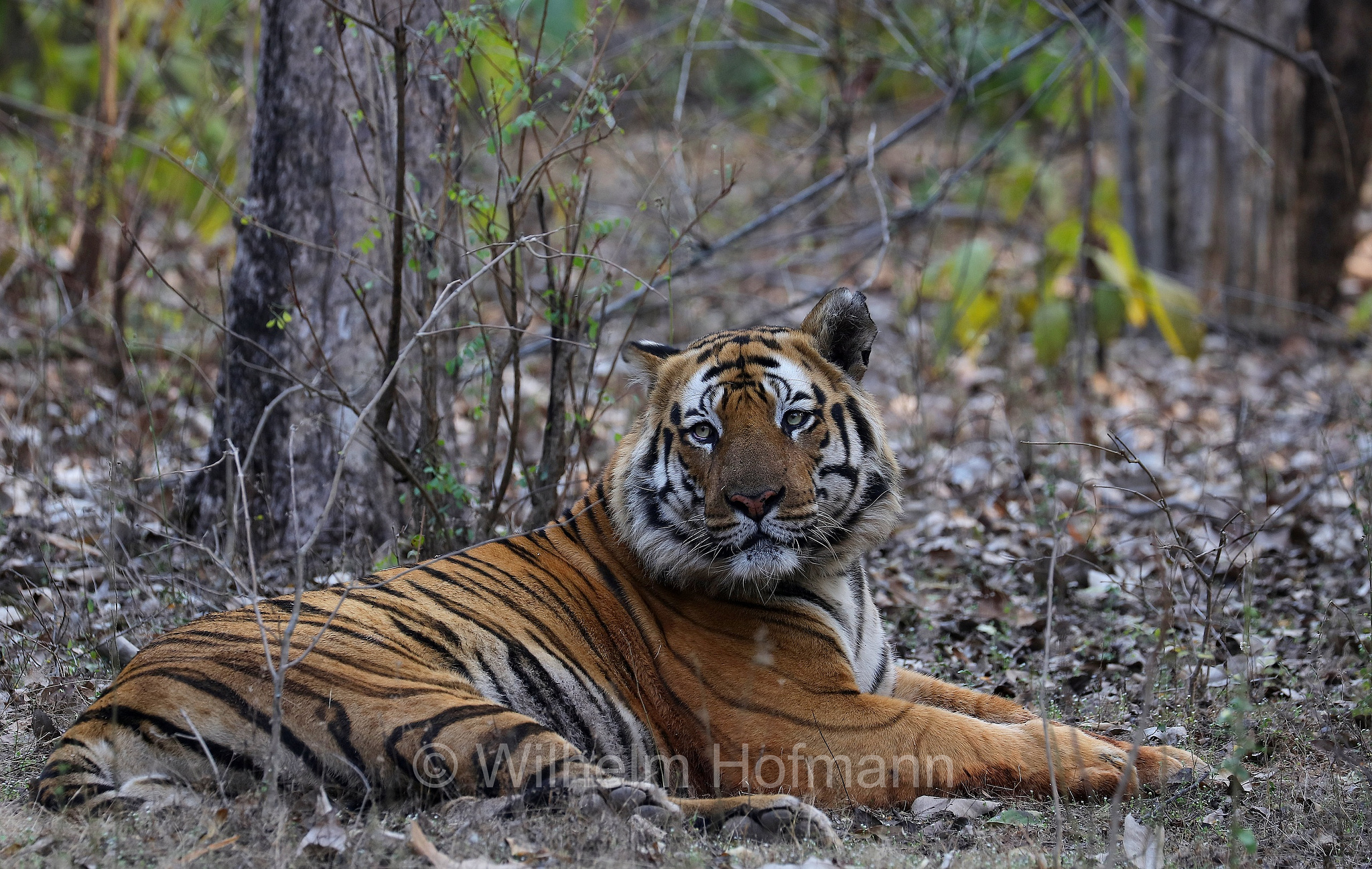 Bengal tiger, Königstiger, Bengal-Tiger, Indischer Tiger, tigre del Bengala, tigre reale del Bengala, Panthera tigris tigris, Bandhavgarh National Park, Bandhavgarh-Nationalpark, parco nazionale di Bandhavgarh, Madhya Pradesh, India, Indien, Zone 3