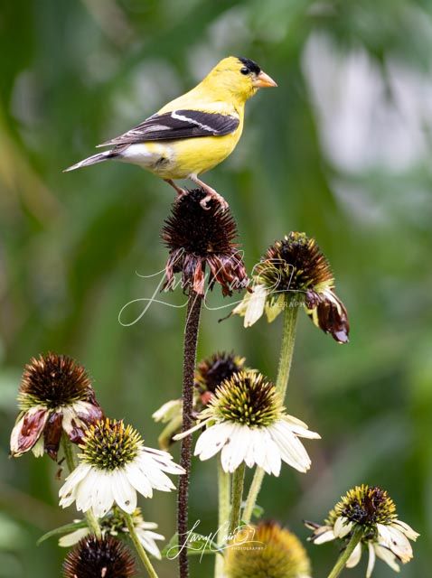 A vibrant yellow male American Goldfinch perched on a purple coneflower