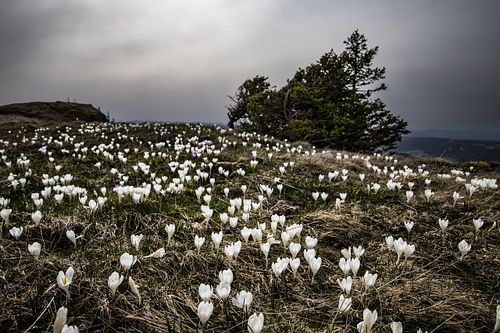 Frühling am Chasseral