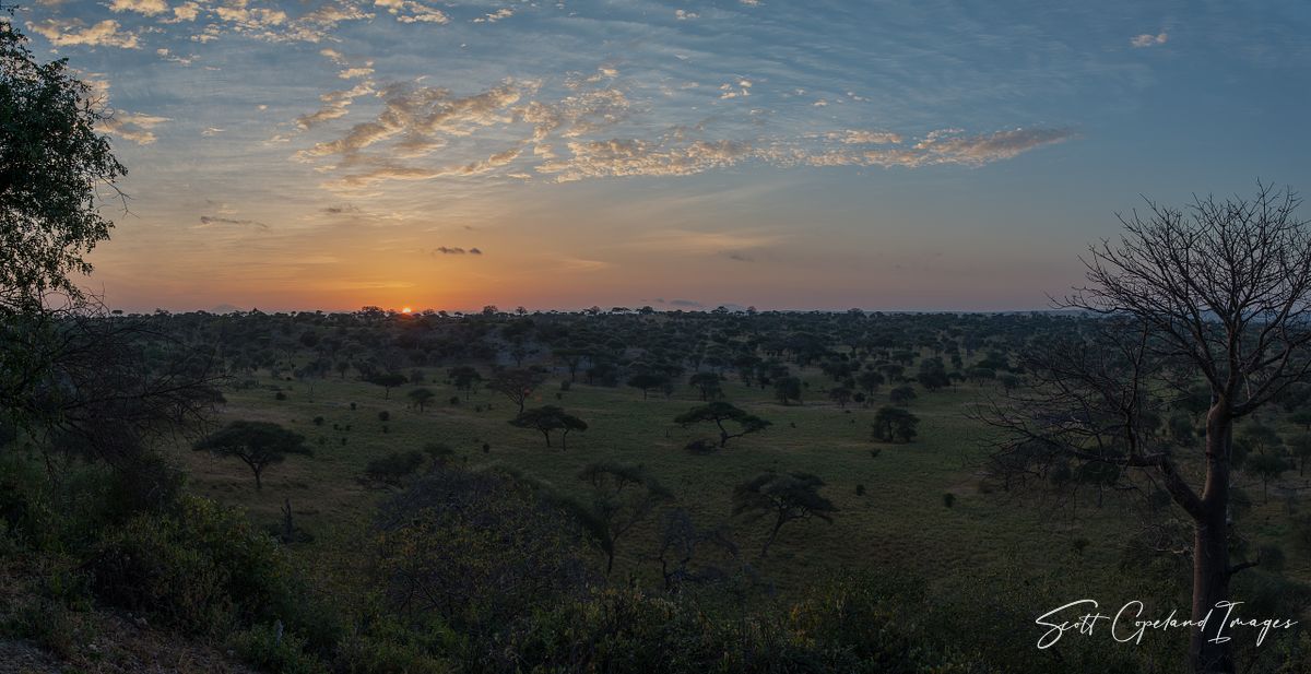 Tarangire Dawn