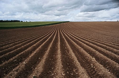 &Auml;cker, Felder & Kulturpflanzen