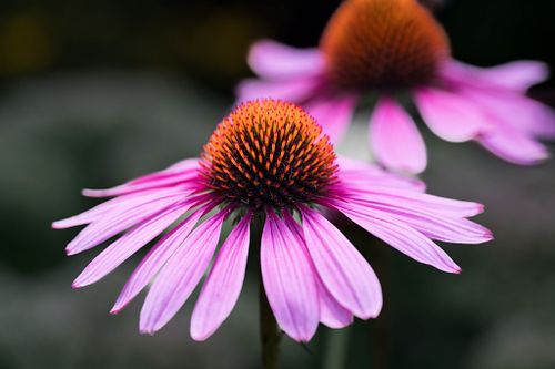 Gärten und Zierpflanzen