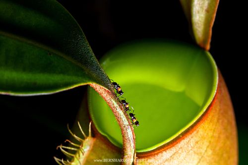 Crematogaster inflata auf Nepenthes ampullaria