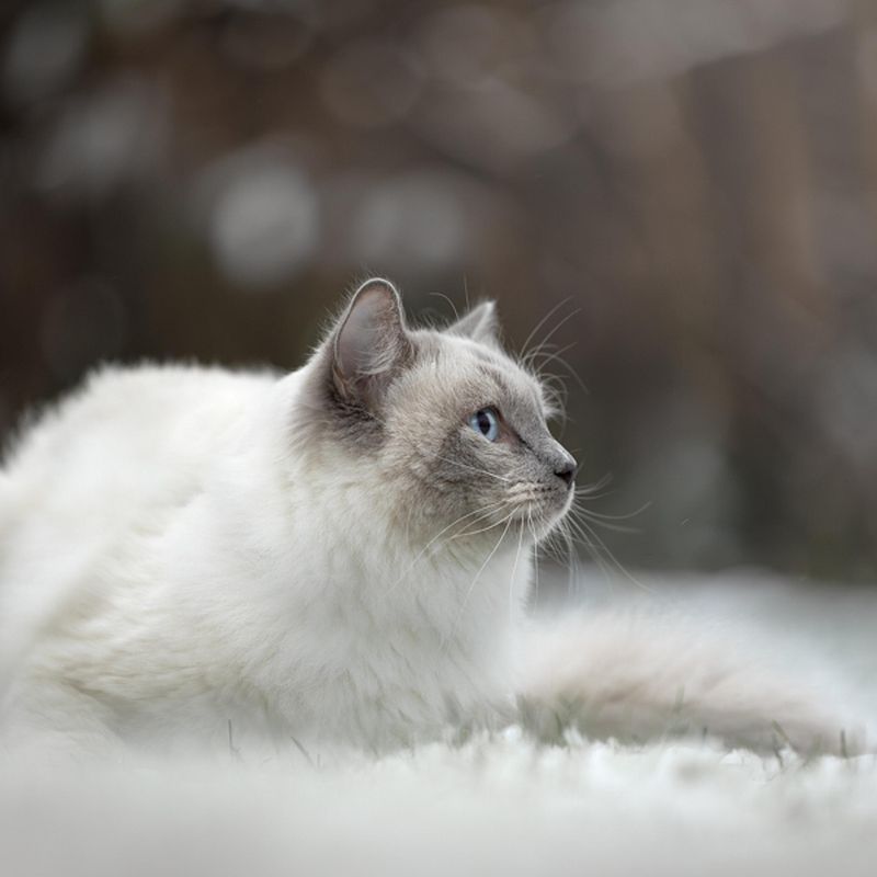 Winterse foto's met jouw hond, kat, paard of fret