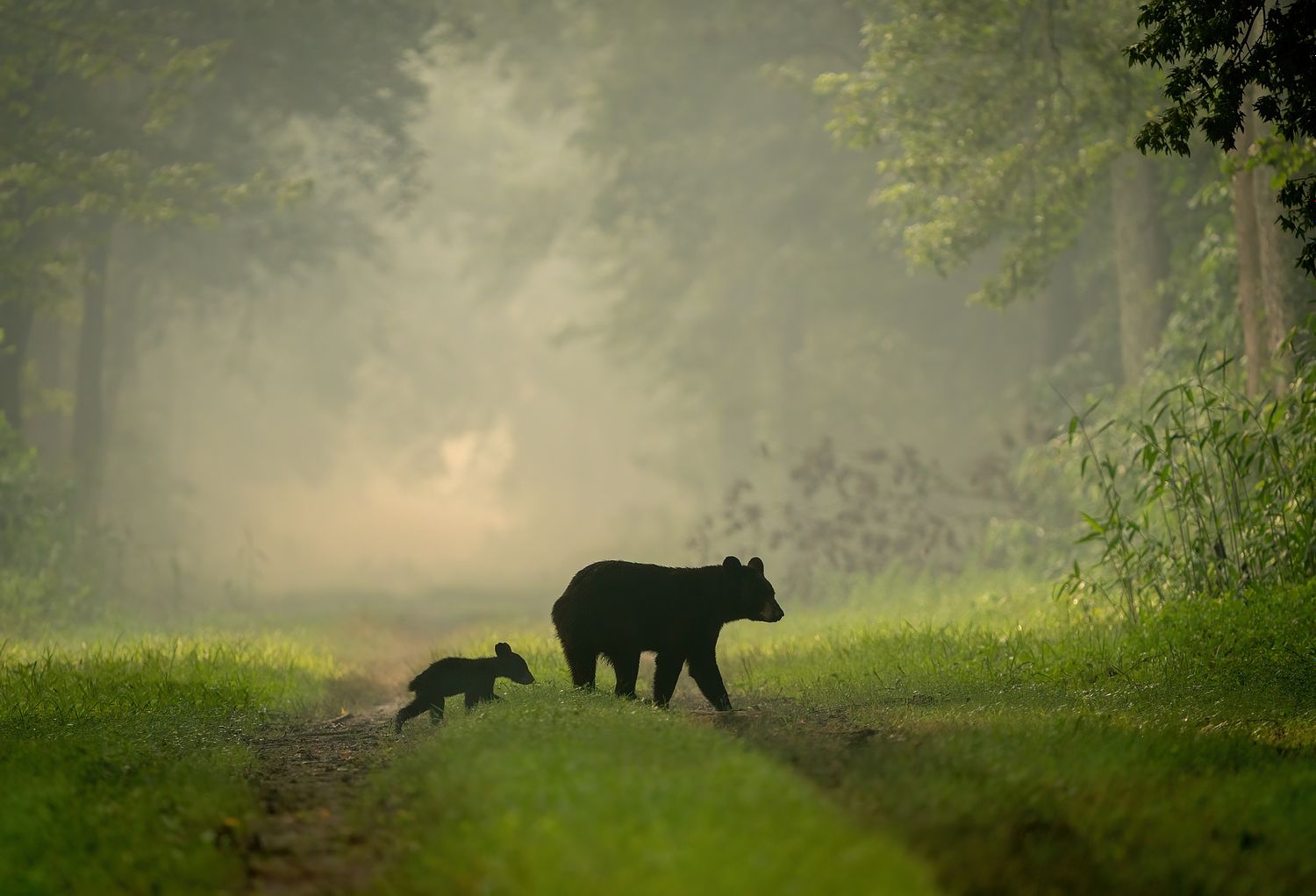 John Mauser Photography