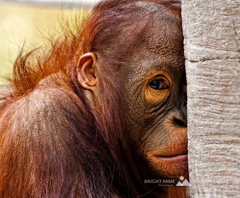 Bright Fame Photography