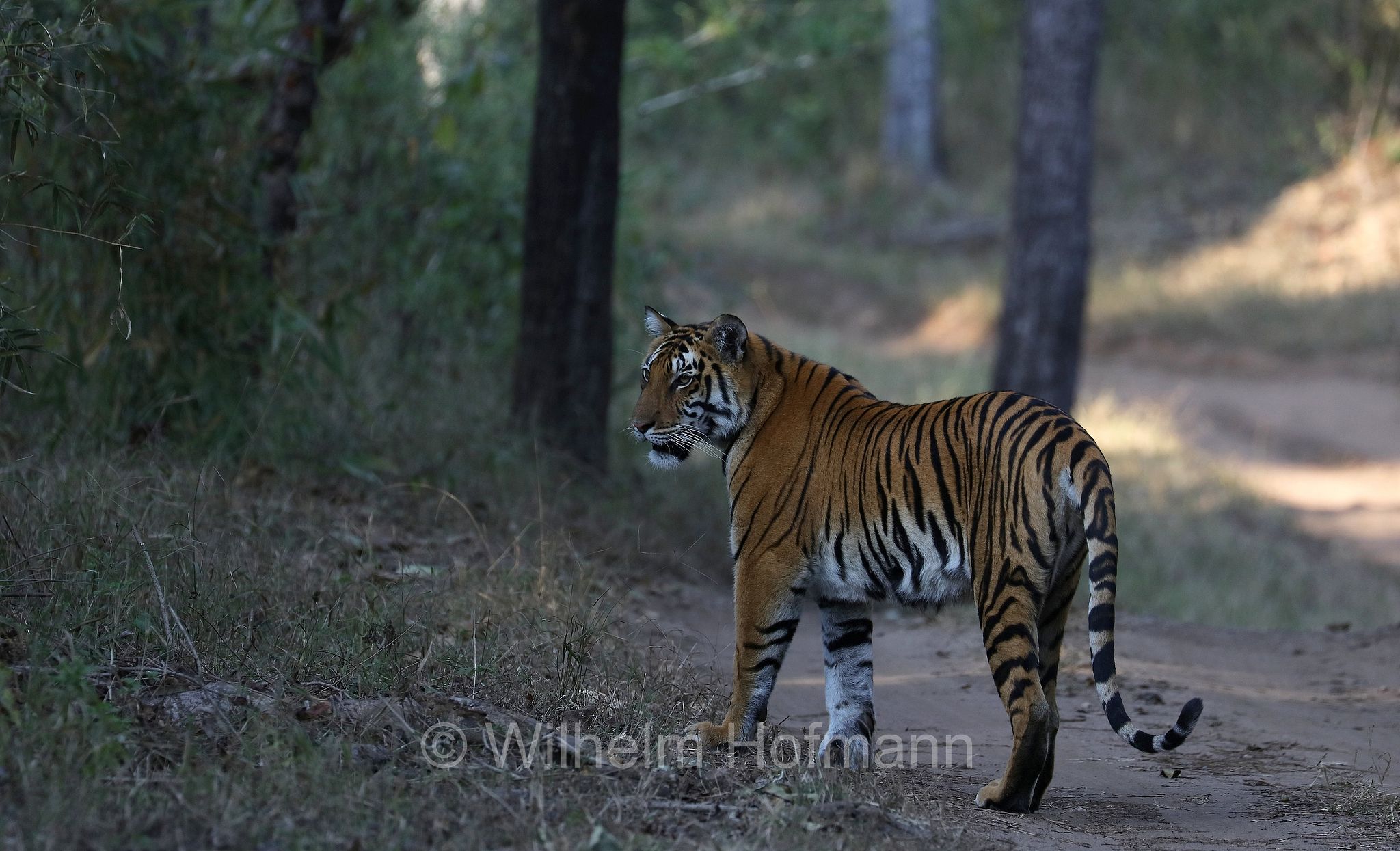 Bengal tiger, Königstiger, Bengal-Tiger, Indischer Tiger, tigre del Bengala, tigre reale del Bengala, Panthera tigris tigris, Kanha National Park, Kanha-Nationalpark, parco nazionale di Kanha, Madhya Pradesh, India, Indien, Kisli Zone