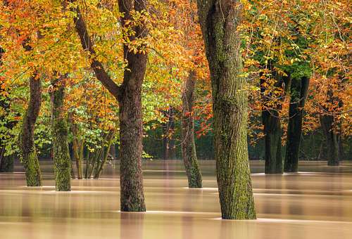 Aesculus hippocastanum - Horse chestnut flooded