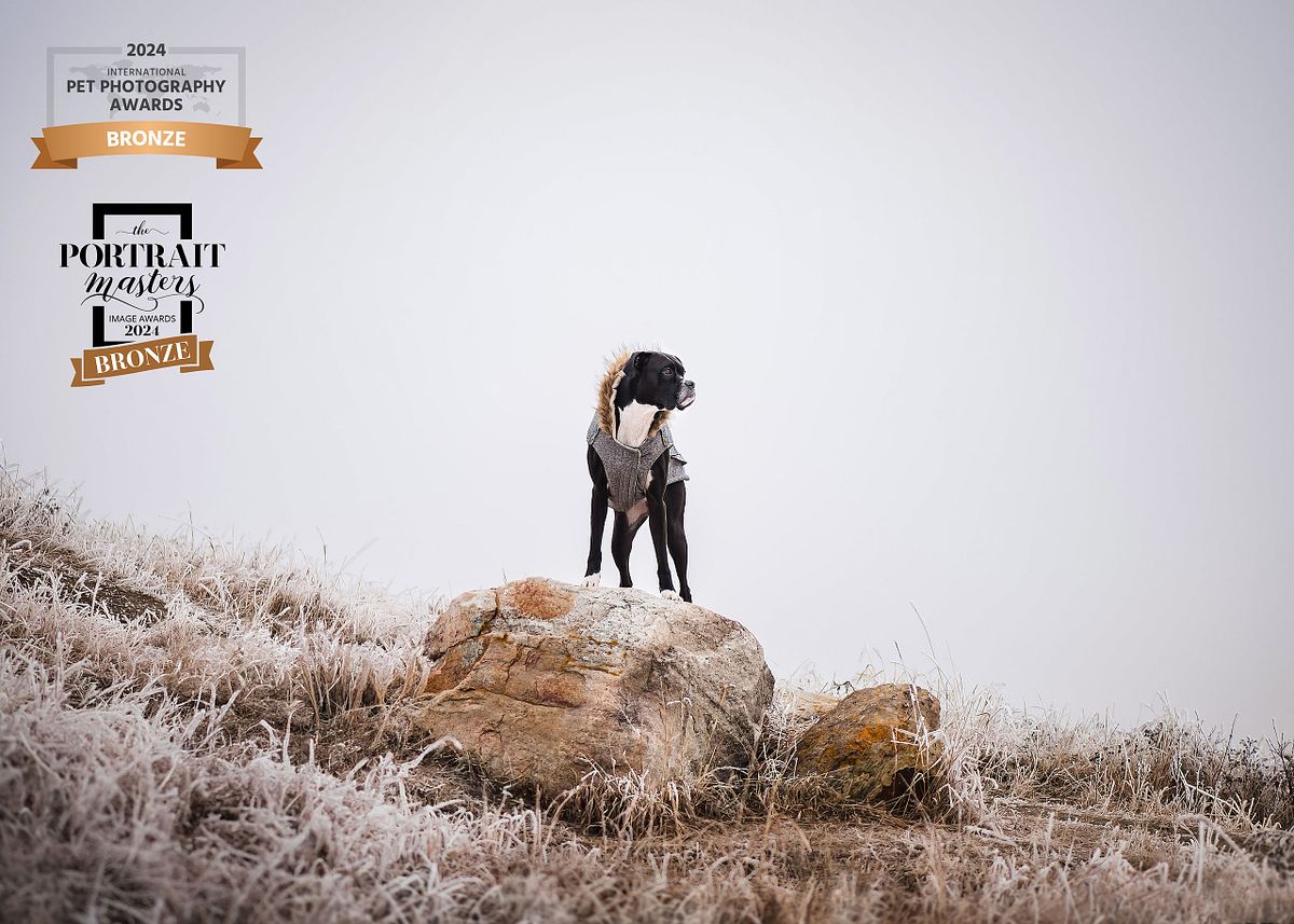 A black boxer dog perched on a rock gazing into the distance on Nose Hill, artistic outdoor Calgary dog portrait photography