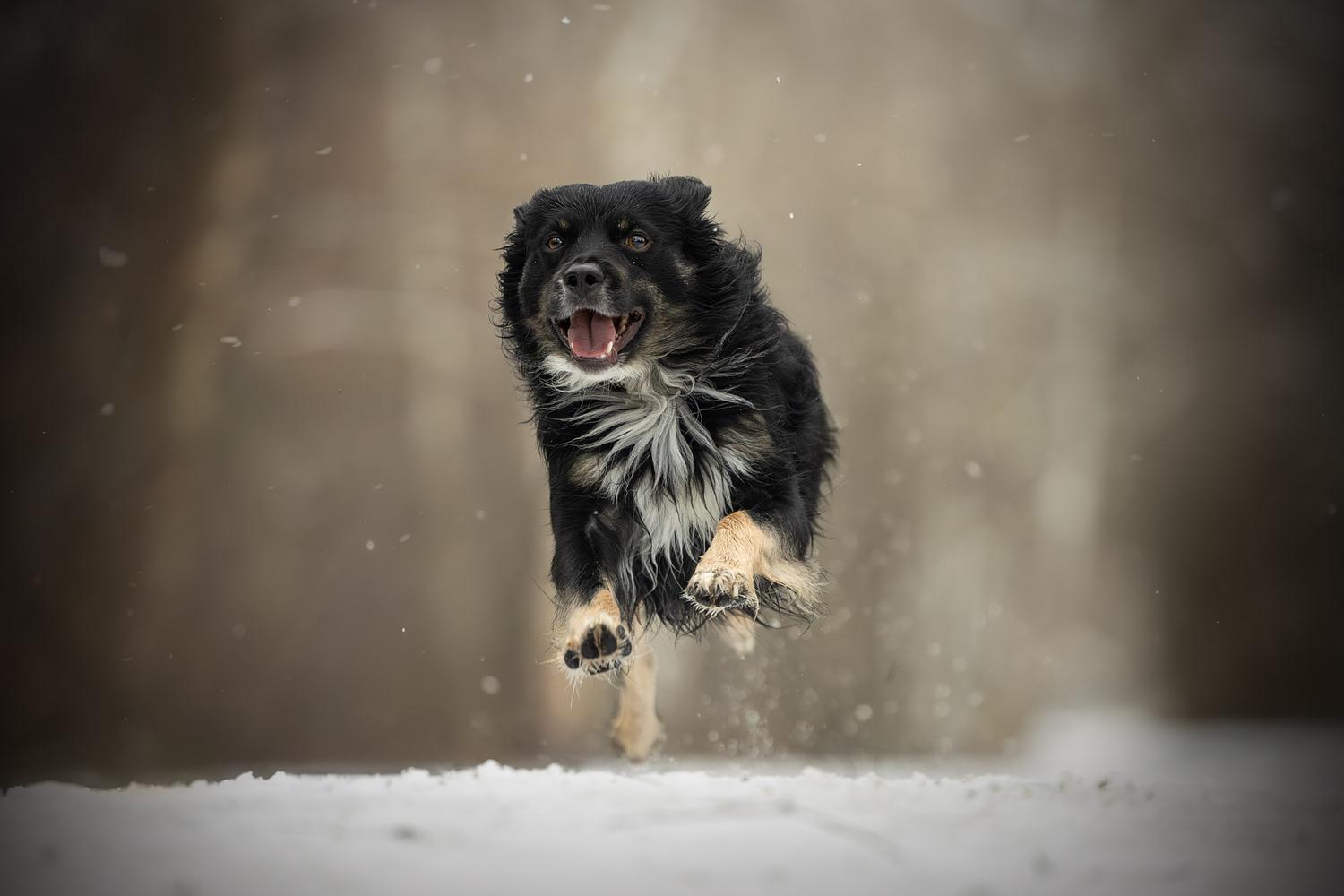 NLS Dierenfotografie