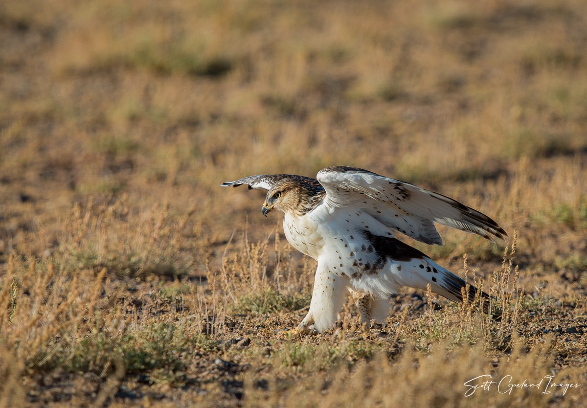 Ferruginous Pose