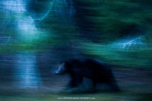 The ghost of the night