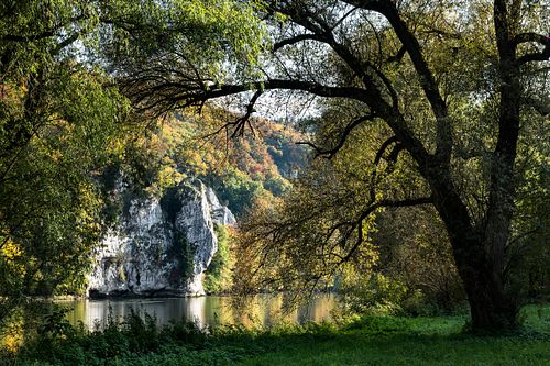 Silberweiden an der Donau bei Kelheim