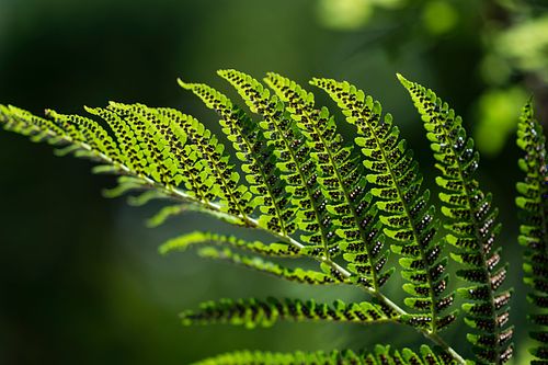 Kapelle Wilder Geschinen