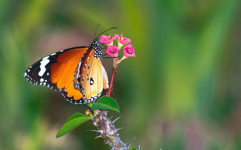 Theory of the FOCUS, AREA-modes