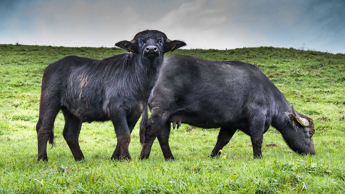 WASSERBUEFFEL IN FREIBURGHAUS