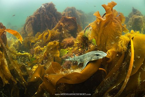 Scyliorhinus canicula - Kleingefleckter Katzenhai