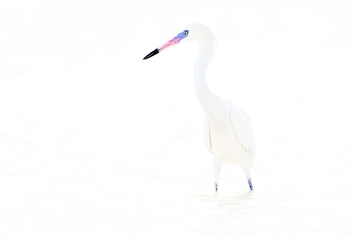 Egretta rufescens - Reddish egret