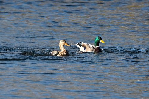 #sinkaelpart#loodusfoto#lind