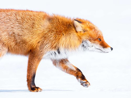 Ezo red fox
