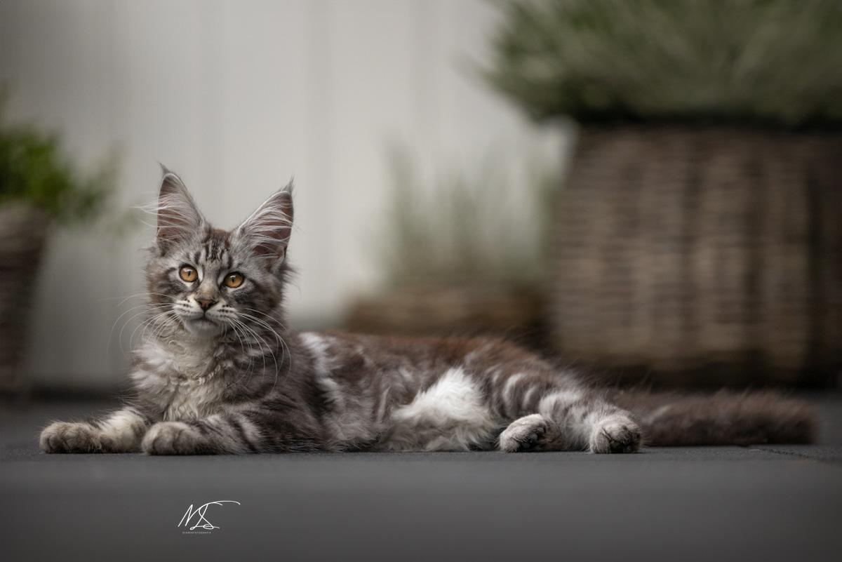 Maine coon kitten grijs die languit ligt op de stenen