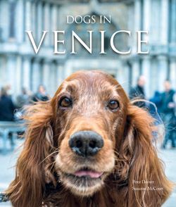Dogs in Venice