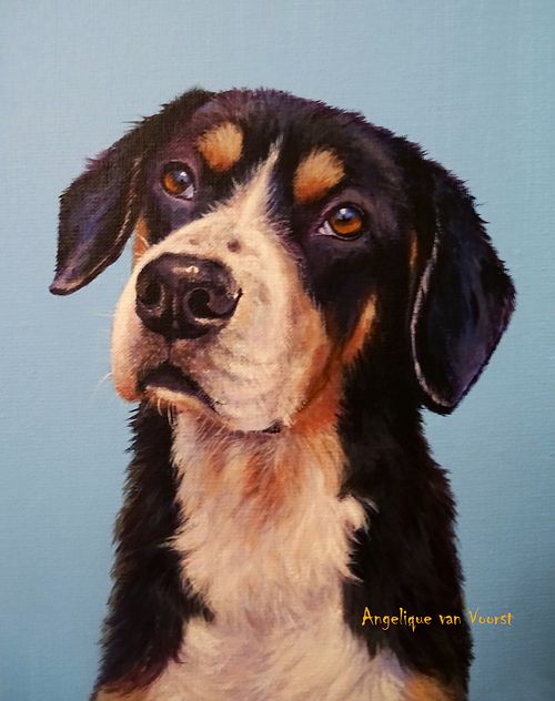 Sennen dog portrait with trusting and expressive eyes