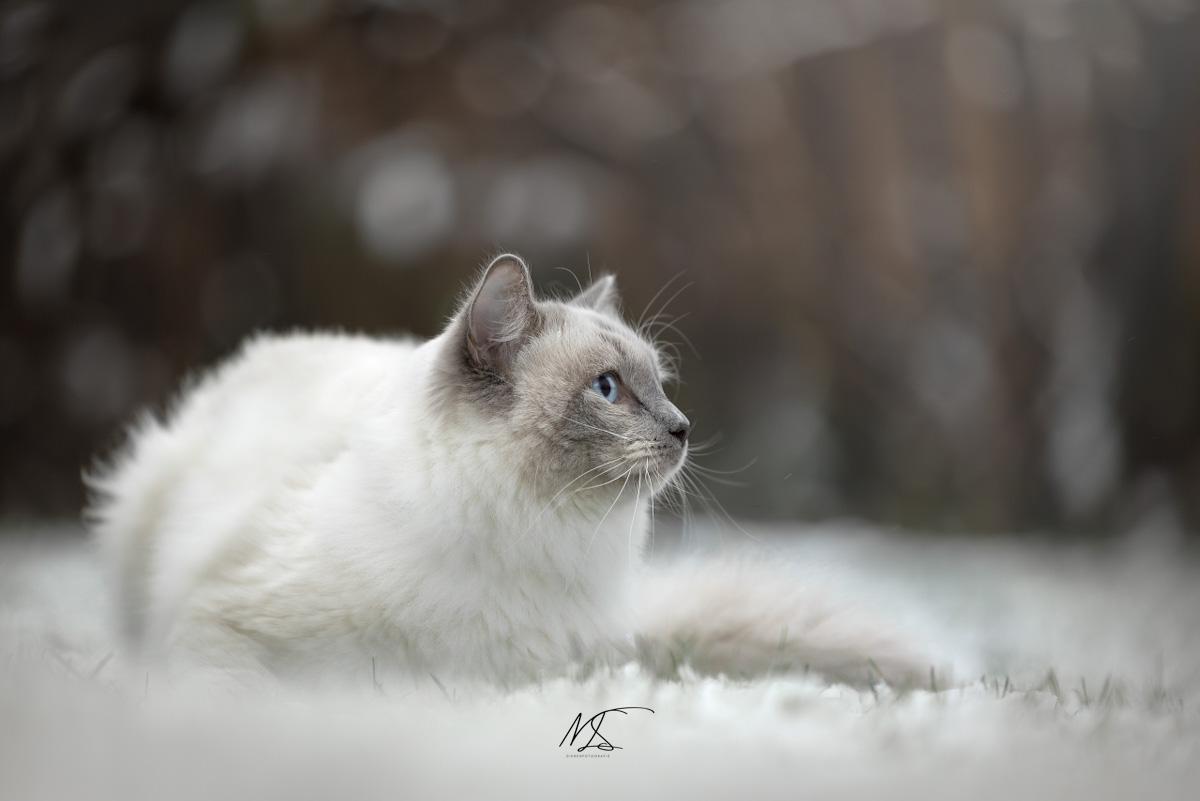 Ragdoll liggend in de sneeuw kijkend naar rechts