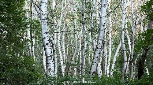Populus alba - Silber-Pappel