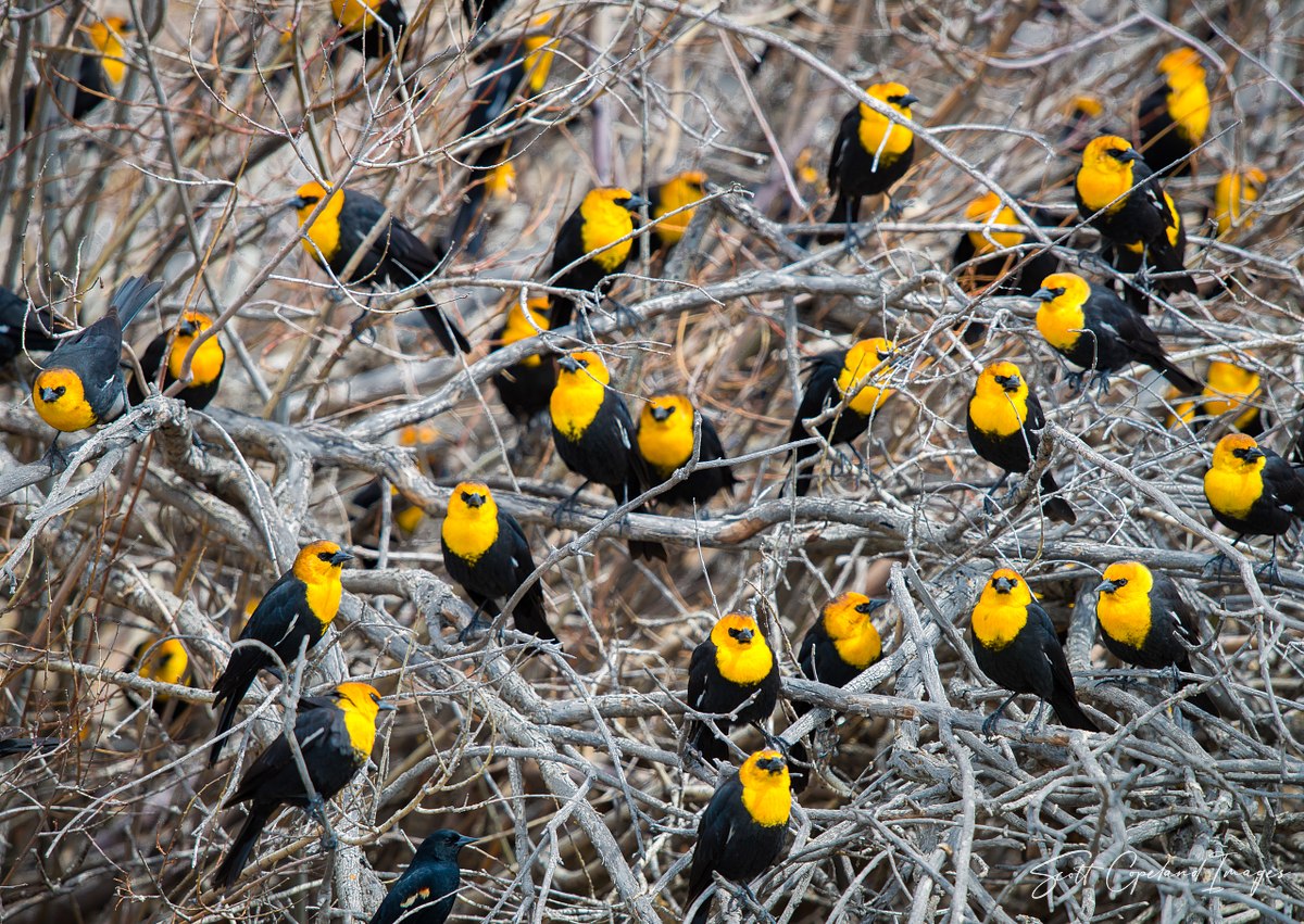 Yellow Heads