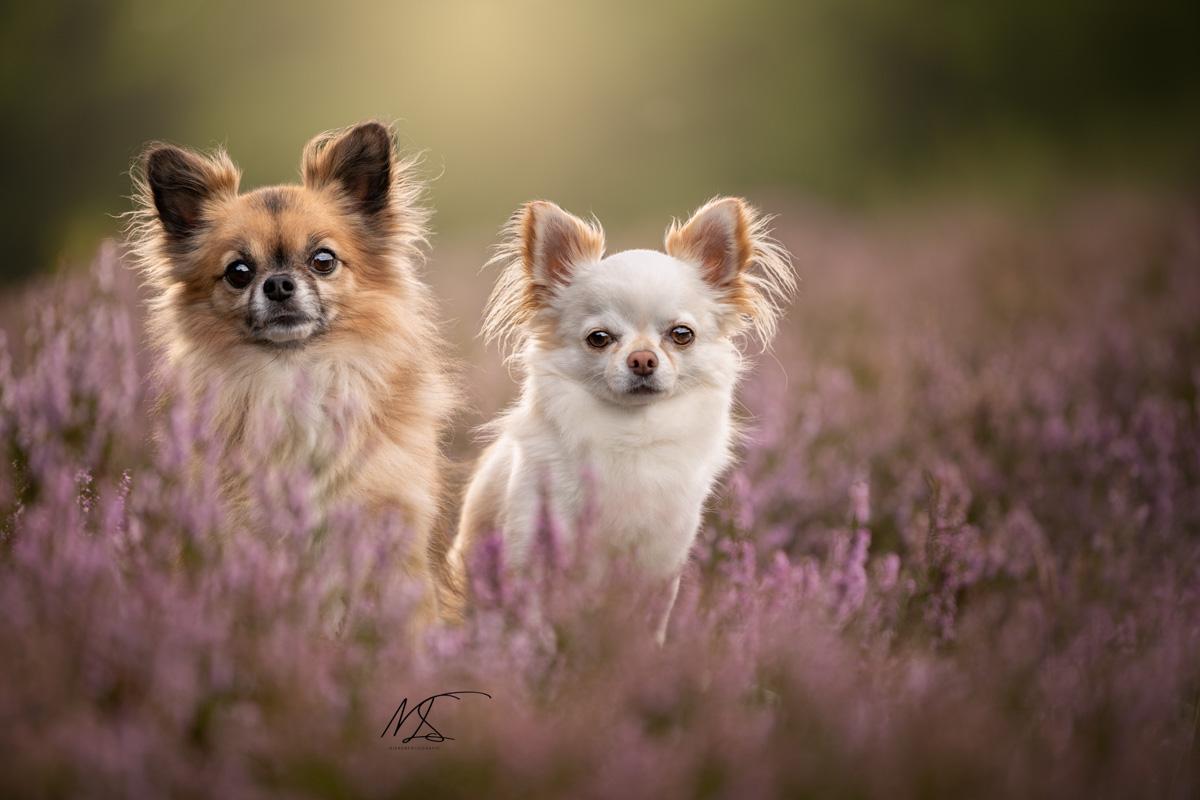 Bruine en witte Chihuahua staan naast elkaar tussen paarse heidebloemen en kijken richting de camera