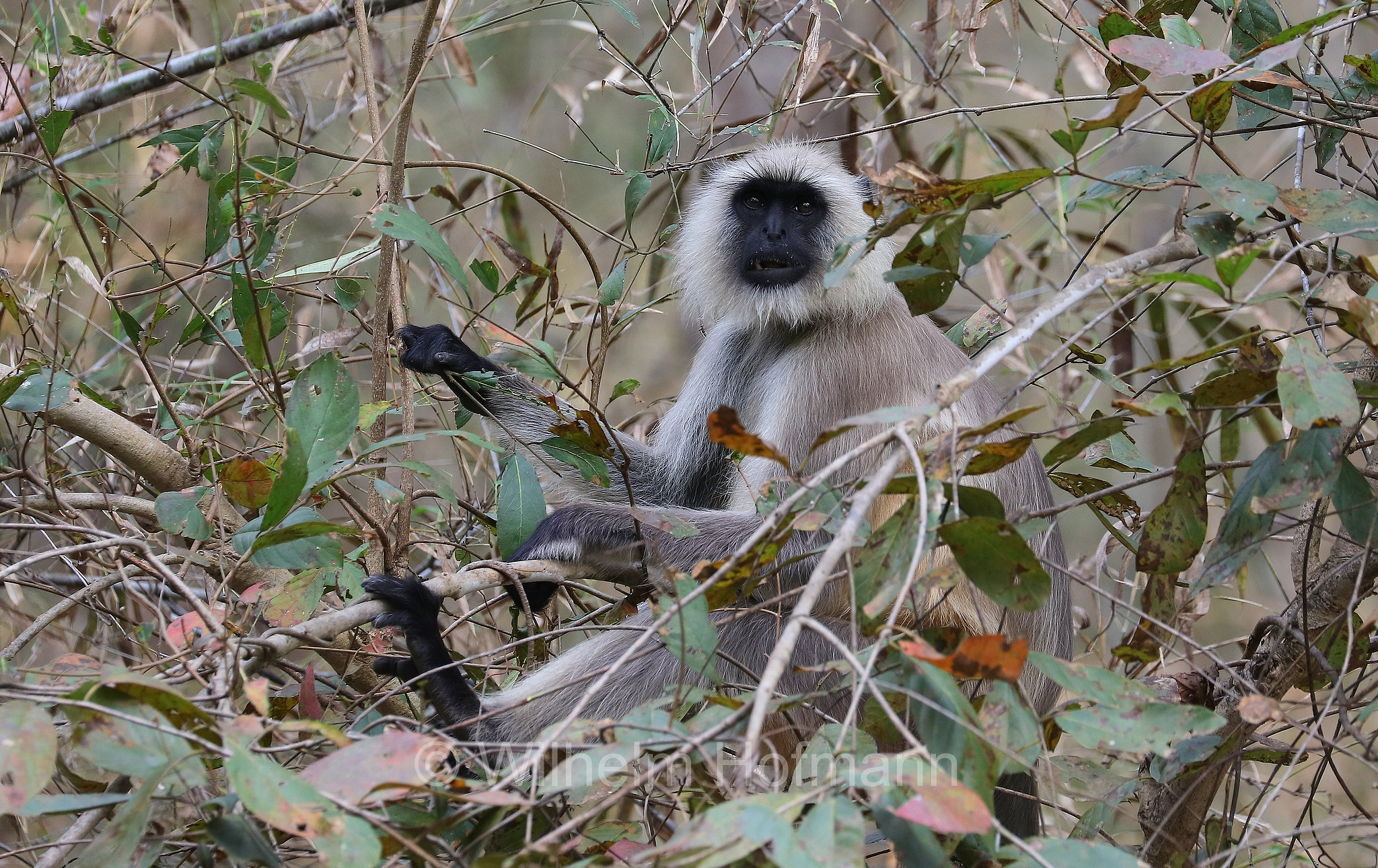 northern plains gray langur, sacred langur, Bengal sacred langur, Hanuman langur, Bengalischer Hanuman-Langur, entello delle pianure settentrionali, entello grigio, Kanha National Park, Kanha-Nationalpark, parco nazionale di Kanha, Madhya Pradesh, India, Indien