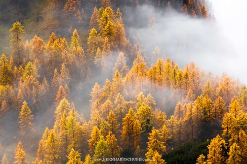 Larix decidua – Europäische Lärche