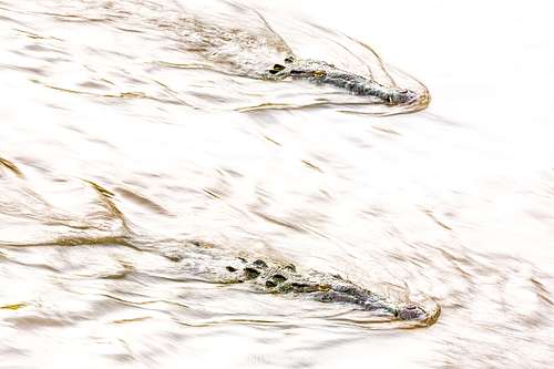 Crocodylus acutus - Spitzkrokodil