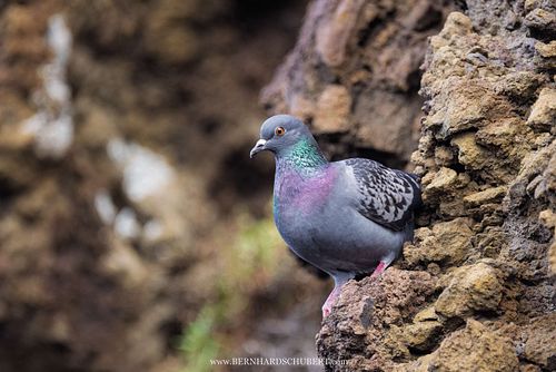 Columba livia - Rock dove