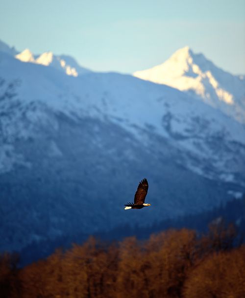 Best place for bald eagle photography workshop & guide tour in the US.  Located in the Midwest (Iowa & Illinois) and Alaska, United States.