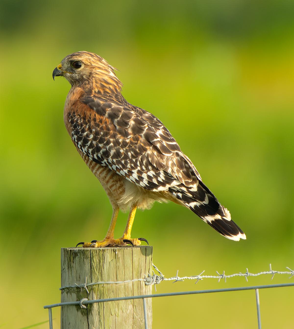 Naturally Scott | Red-shouldered Hawk Gallery