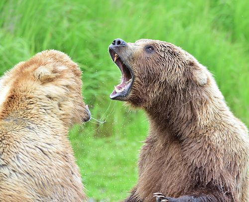 Best place for bear photography workshop & tour in the US.  Located in Katmai National Park, Brooks Camp, Brooks Falls, & Kodiak, Alaska, United States.