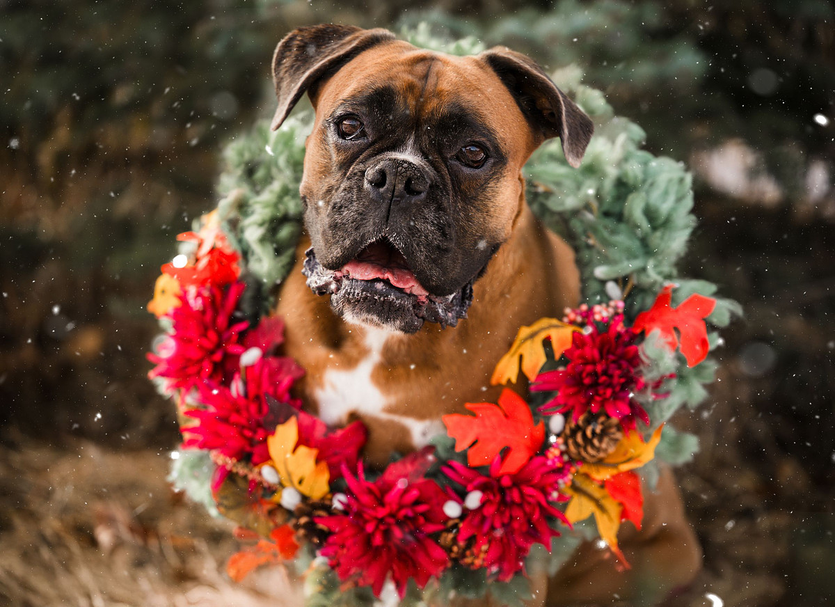 festive outdoor portrait of a brown boxer dog wearing an oversized holiday wreath filled with pine branches, red flowers, pinecones, and autumn leaves as soft snow falls around him, captured in Calgary during a seasonal dog rescue fundraiser