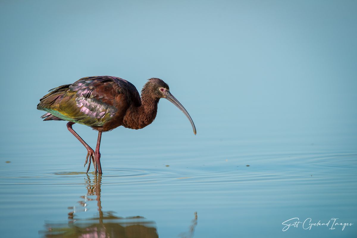 Killpecker Ibis #2