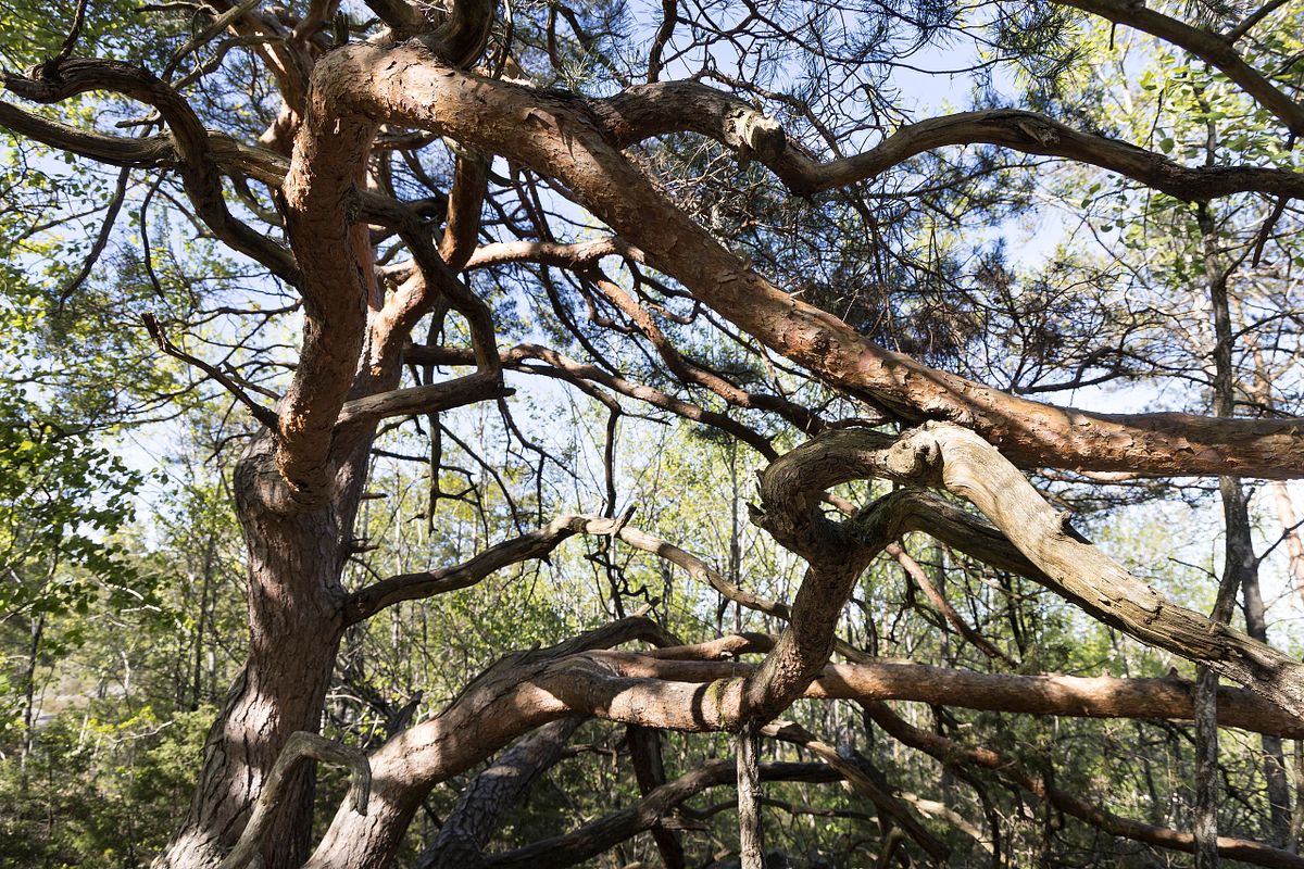 Stangnes Gea Norvegica Geopark