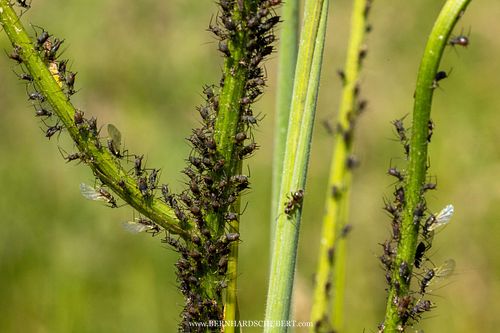 Aphids