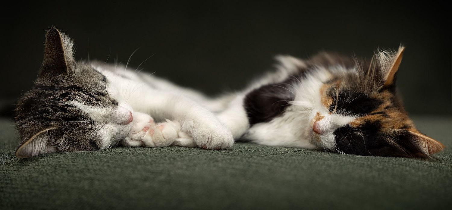 NLS Dierenfotografie