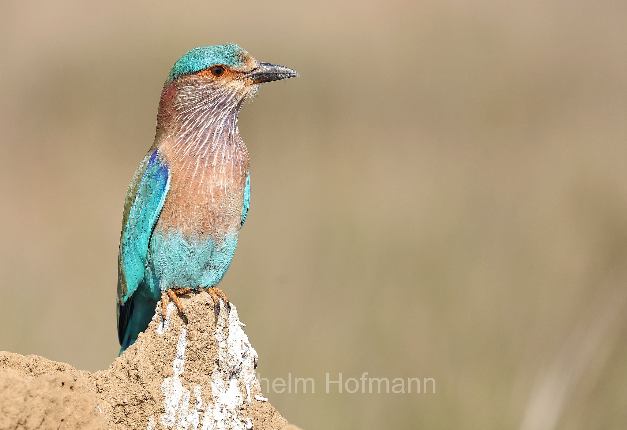 Indian roller, Hinduracke, ghiandaia marina indiana, Coracias benghalensis, Kanha National Park, Kanha-Nationalpark, parco nazionale di Kanha, Madhya Pradesh, India, Indien