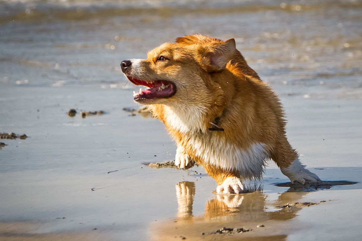 Corgi Dog Playing on Beach