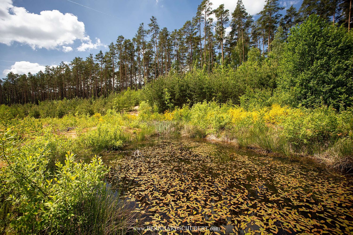 Aldrovanda vesiculosa – Lebensraum der Wasserfalle
