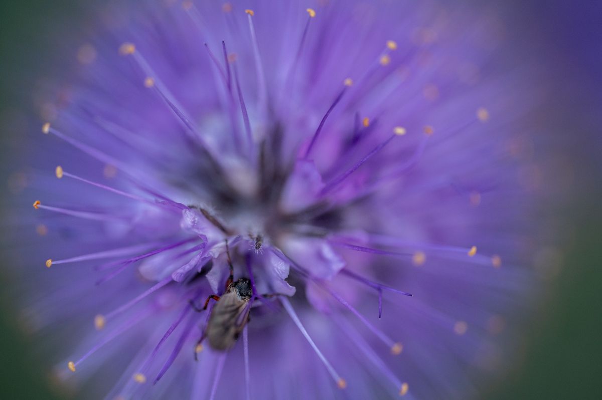 Scorpion Weed at Waterton Lakes National Park