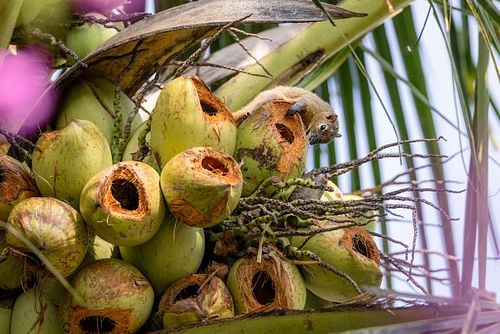 Callosciurus notatus - Bananenhörnchen