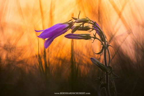 Campanula sibirica - Steppen-Glockenblume