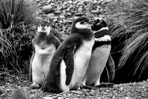 Pinguino di Magellano | Spheniscus magellanicus